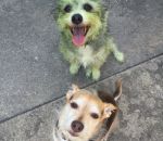 tondre Lequel des deux chiens a aidé à tondre la pelouse ?