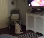 chien fesses Un bouledogue danse devant la télé