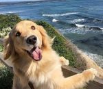 bord mer Un chien voit son paradis