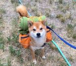 sac dos Un chien prêt pour l'aventure