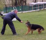 homme chien attaque Un dresseur maltraite un chien