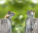 patte air Deux écureuils font un débat politique