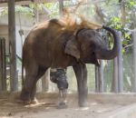 handicap Un éléphant avec une prothèse