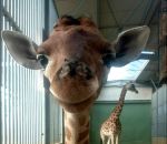 zoo bebe Girafon souriant