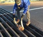 sauvetage coince aide Un kangourou sauvé d'une barrière canadienne