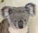 koala bleu Un koala aux yeux vairons