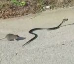 serpent  Une maman rat sauve son petit d'un serpent