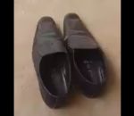cobra chaussure Surprise dans une chaussure