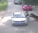 attaque femme Un tigre attaque une femme sortie de sa voiture (Parc safari)