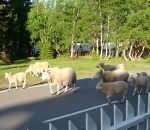 direction mauvais Des moutons se trompent de chemin