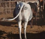 vache Des yeux peints sur les fesses des vaches pour les protéger des lions (Afrique)