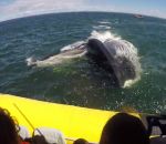 baleine rorqual Une baleine passe sous un Zodiac de touristes
