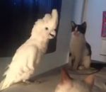 perroquet imitation Un cacatoès miaule avec des chats