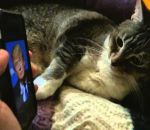 photo telephone Ce chat déteste Donald Trump