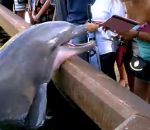 eau femme bassin Un dauphin vole l'iPad d'une femme
