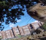 camera gopro arbre Un écureuil vole une GoPro et filme en POV