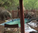 boire soif Des éléphants boivent dans une piscine