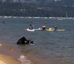 baignade ours Une famille d'ours à la plage