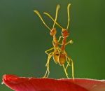 danse Deux fourmis dansent sur une feuille