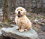 chiot chien retriever Un Golden Retriever majestueux sur son rocher