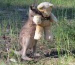 ours peluche Un bébé kangourou orphelin fait un câlin à un ours en peluche