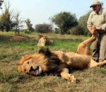 massage patte Masser la patte d'un lion