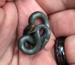 serpent Un mignon petit serpent