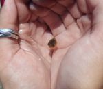 mini main petit Un minuscule poisson-ballon