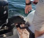 bateau Un phoque attaqué par des orques se réfugie sur un bateau