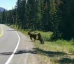 grizzly attaque Ours vs Vache