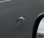 voler oiseau Un pigeon vole sur une autoroute