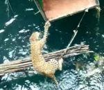 leopard Sauvetage d'un léopard tombé dans un puits