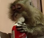 macaque creme Un singe mange de la chantilly