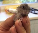 platre veterinaire Une petite souris avec une patte dans le plâtre