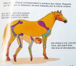 homme cheval Un livre d'anatomie compare l'homme au cheval