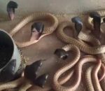 serpent cobra Des bébés serpents veulent éternuer