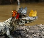 alligator caiman Un caïman porte une couronne de papillons