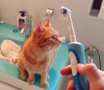 dent brosse Un chat adore la brosse à dents électrique