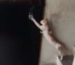intelligent Un chat frappe à la porte