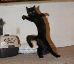 chat Un chat fait un pas de danse