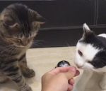 croquette sonnette Deux chats sonnent pour avoir à manger