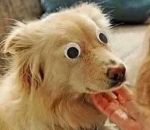 googly eye Ce chien est né aveugle, mais grâce à la médecine, il peut voir