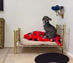 mini chien Un chihuahua avec une niche de luxe sous l'escalier