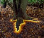 lumineux arbre Des feuilles mortes forment un contour lumineux