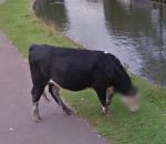 vache tete Google prend très au sérieux la vie privée des vaches