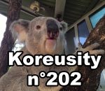 koreusity insolite 2016 Koreusity n°202
