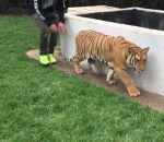 peur surprise tigre Faire peur à un tigre