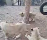 lionceau chien Lionceaux vs Chiot