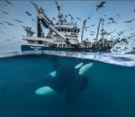 peche orque Une orque sous un bateau de pêche