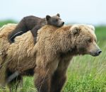 dos maman Un ourson sur le dos de sa maman